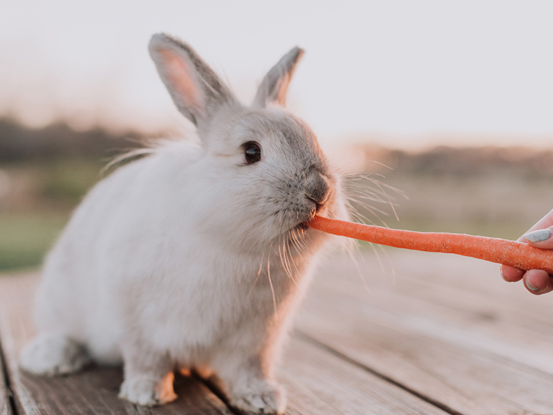 Umbraco.Cms.Infrastructure.PublishedCache.Property