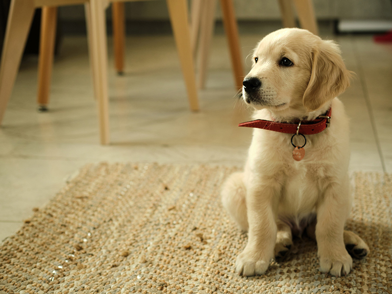 Umbraco.Cms.Infrastructure.PublishedCache.Property