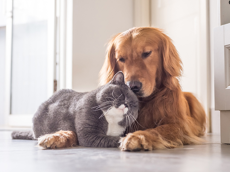 Umbraco.Cms.Infrastructure.PublishedCache.Property