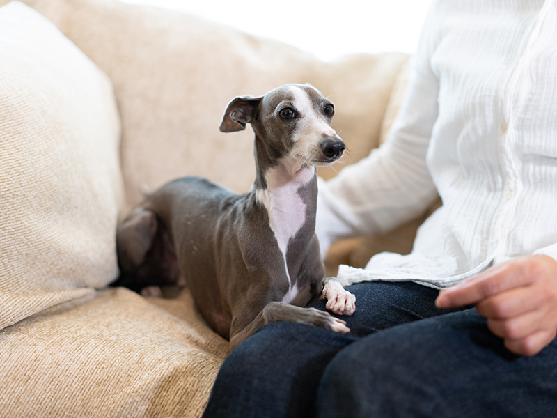 Umbraco.Cms.Infrastructure.PublishedCache.Property