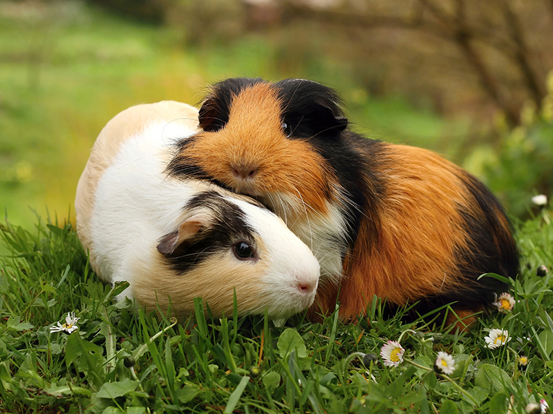 Umbraco.Cms.Infrastructure.PublishedCache.Property