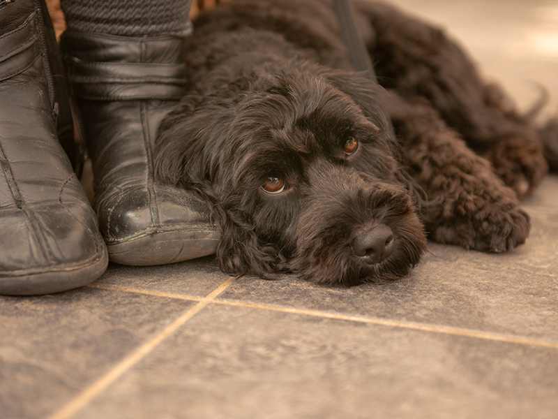 Umbraco.Cms.Infrastructure.PublishedCache.Property