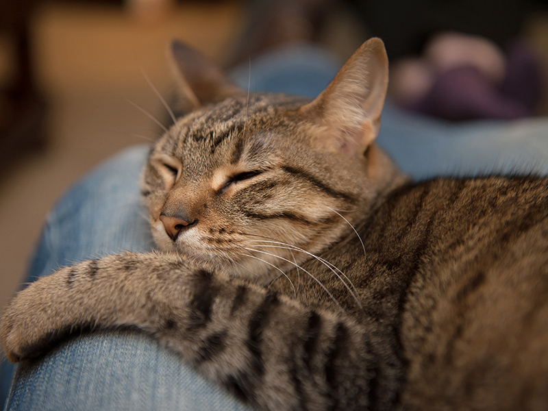 Umbraco.Cms.Infrastructure.PublishedCache.Property