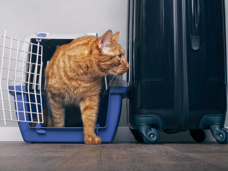 Umbraco.Cms.Infrastructure.PublishedCache.Property