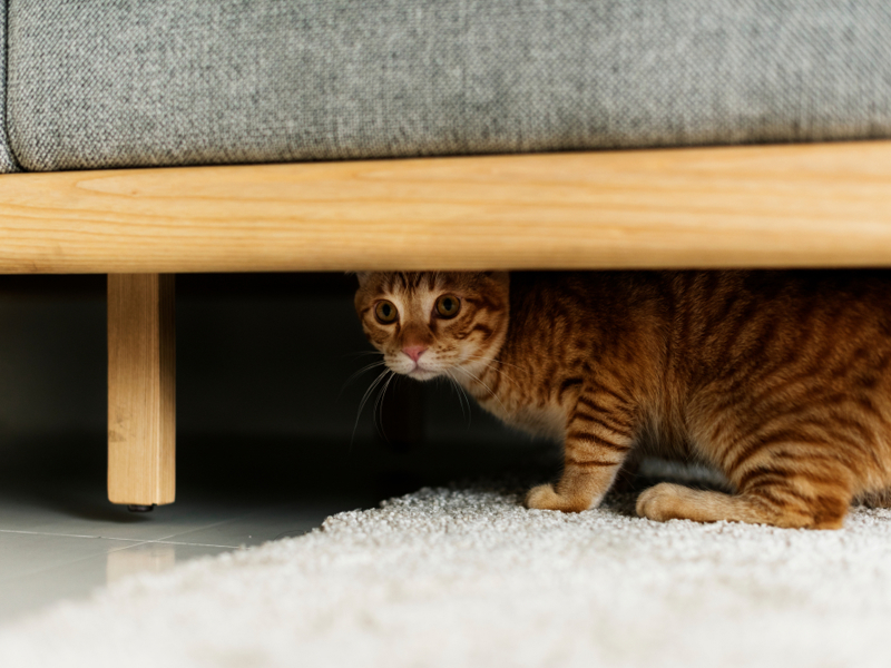 Umbraco.Cms.Infrastructure.PublishedCache.Property