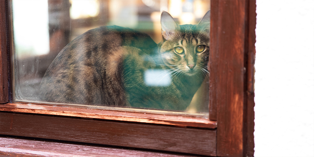 Tabby cat sat looking out the window