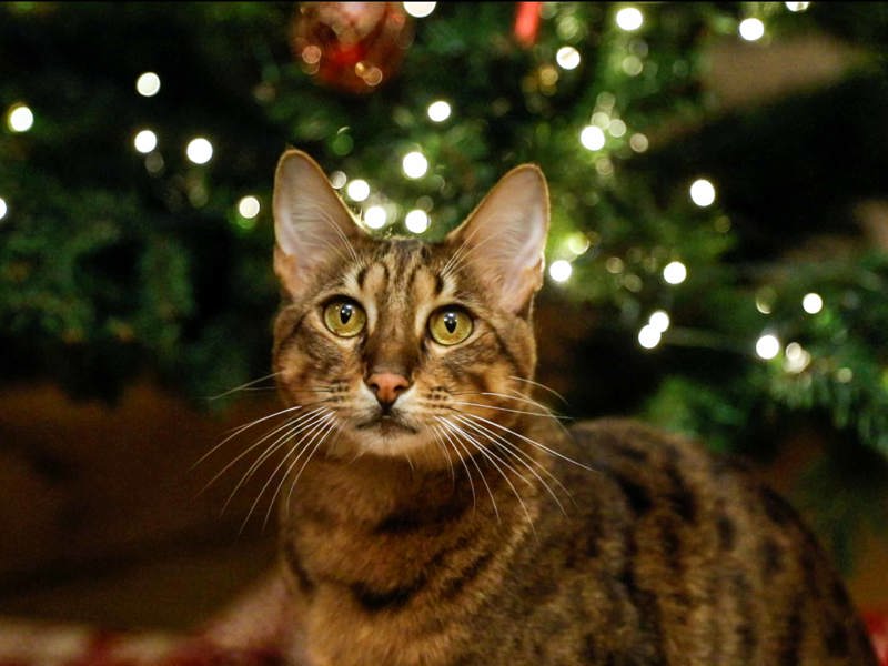 Umbraco.Cms.Infrastructure.PublishedCache.Property