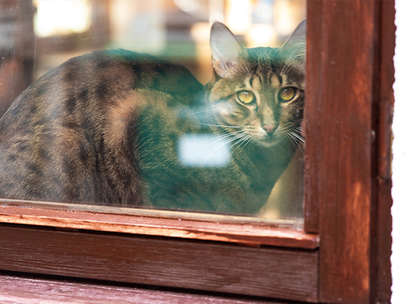 Umbraco.Cms.Infrastructure.PublishedCache.Property