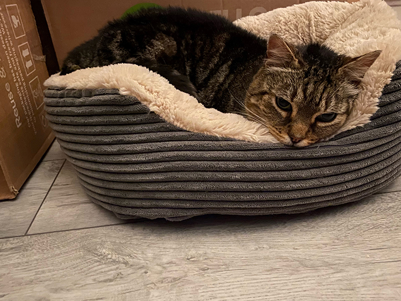 Umbraco.Cms.Infrastructure.PublishedCache.Property