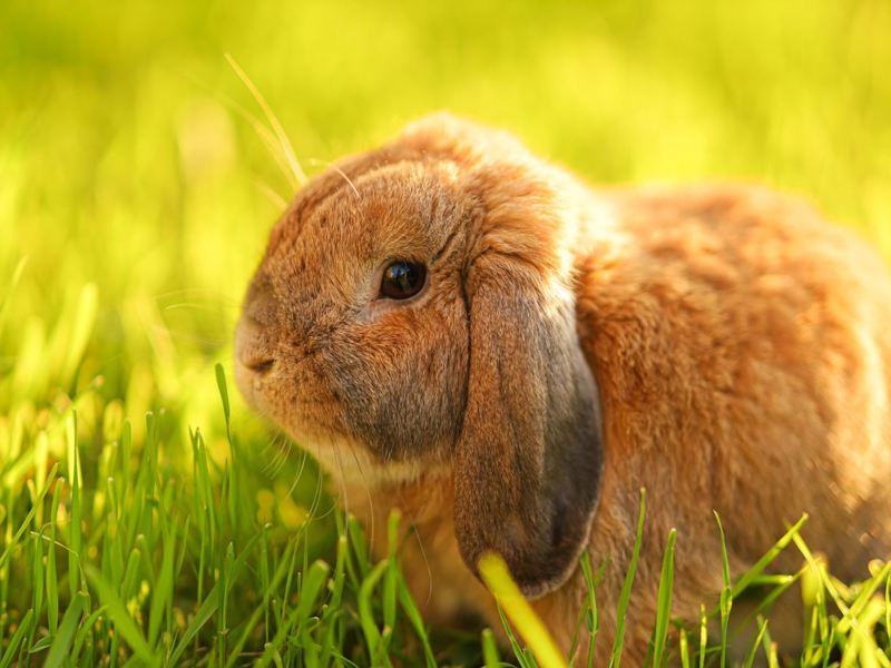 Umbraco.Cms.Infrastructure.PublishedCache.Property