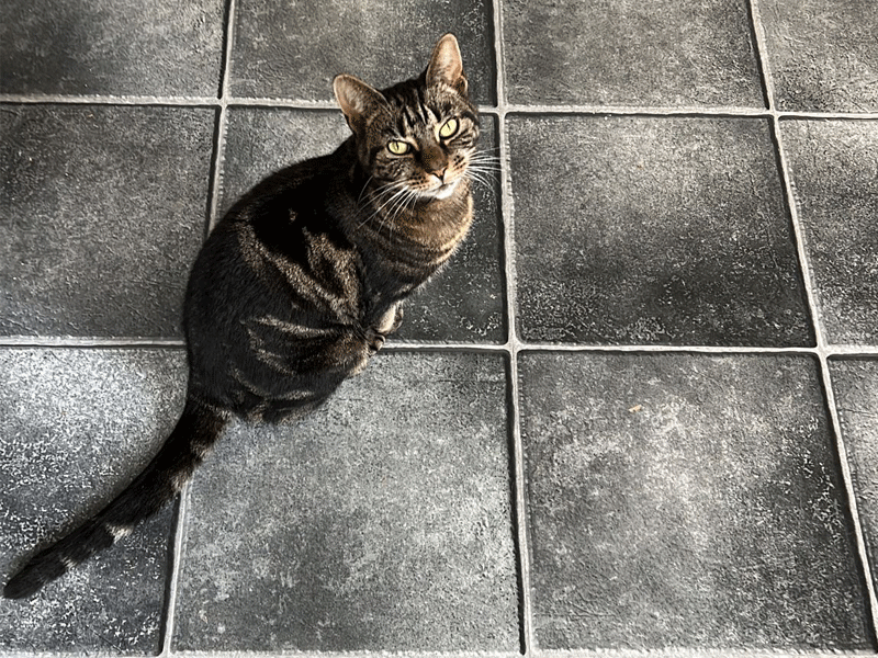 Umbraco.Cms.Infrastructure.PublishedCache.Property