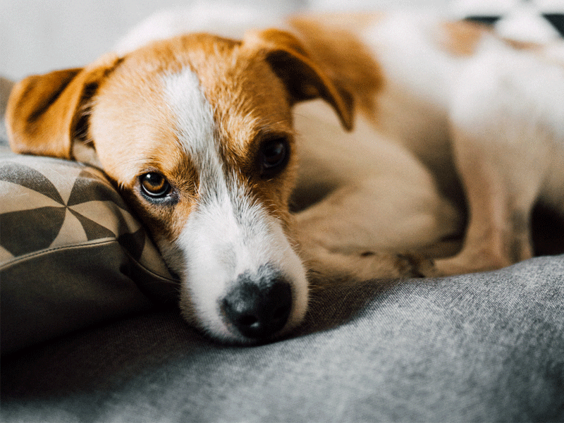 Umbraco.Cms.Infrastructure.PublishedCache.Property