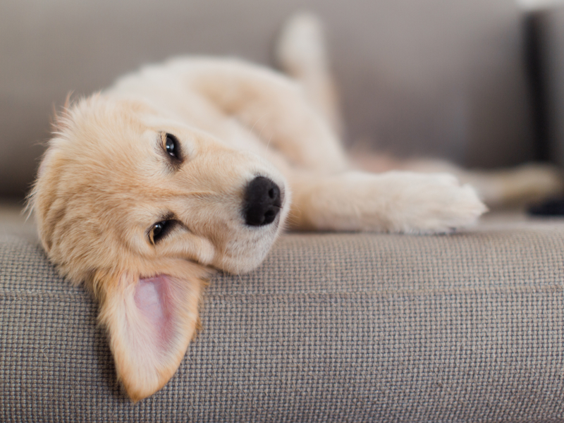 Umbraco.Cms.Infrastructure.PublishedCache.Property