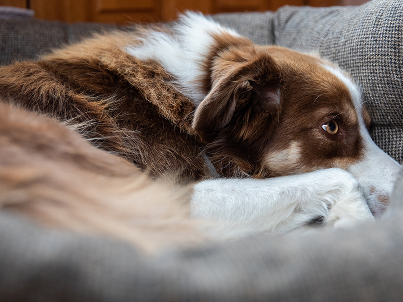 Umbraco.Cms.Infrastructure.PublishedCache.Property