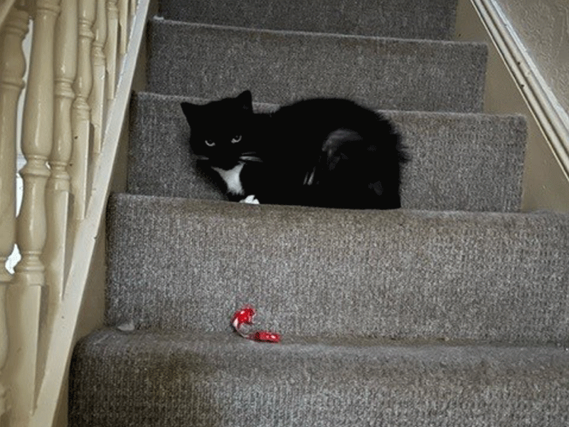 Umbraco.Cms.Infrastructure.PublishedCache.Property