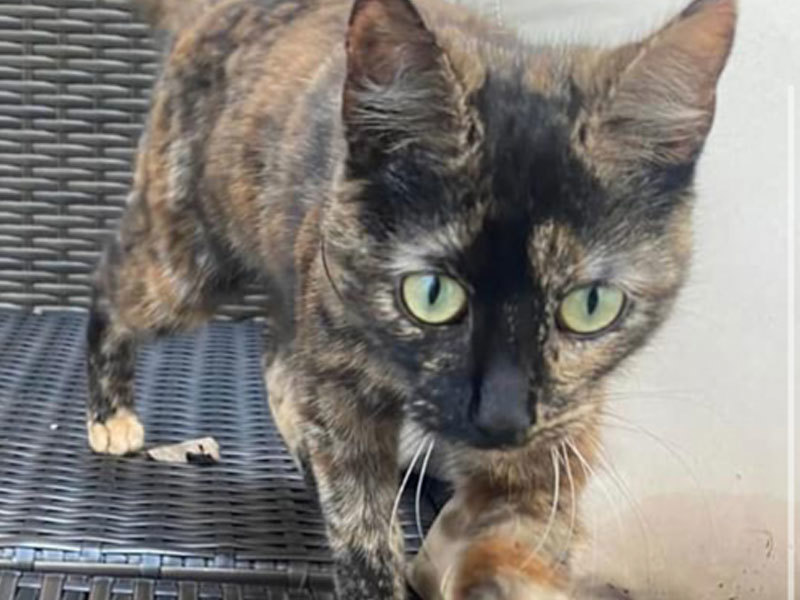 Umbraco.Cms.Infrastructure.PublishedCache.Property