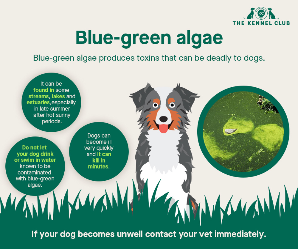Blue-green algae